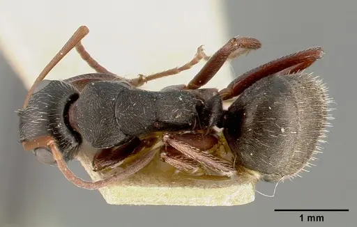 Camponotus planus - CASTYPE00455-01