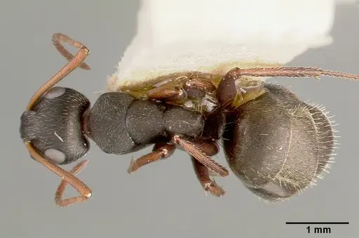 Camponotus planus - CASTYPE00455-02