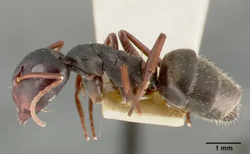 Camponotus planus - CASTYPE00455-03