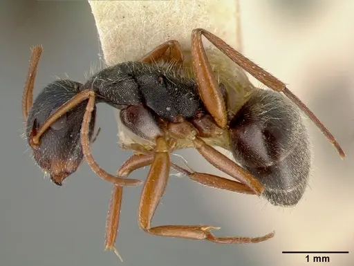Camponotus planus - CASTYPE00456-01