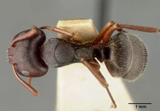 Camponotus planus - CASTYPE00456-03