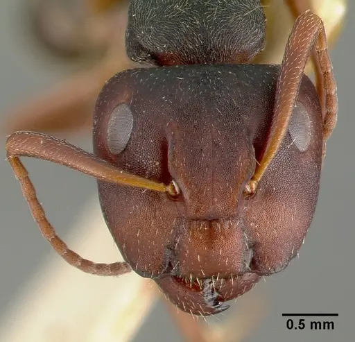 Camponotus planus - CASTYPE00456-03