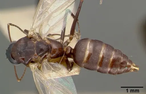 Camponotus planus - CASTYPE00457-02