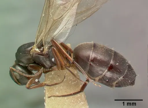 Camponotus planus - CASTYPE00457-03
