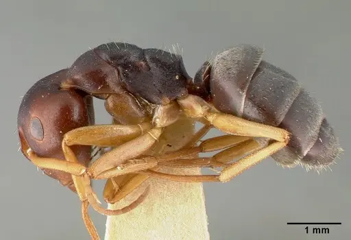 Camponotus planus - CASTYPE00458-01