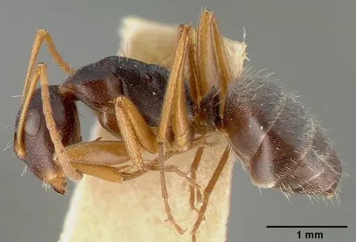 Camponotus planus - CASTYPE00458-02