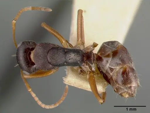 Camponotus planus - CASTYPE00458-03