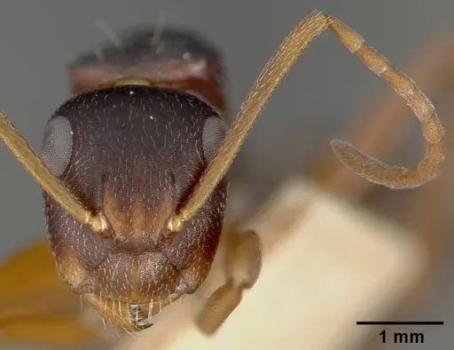Camponotus planus - CASTYPE00458-03