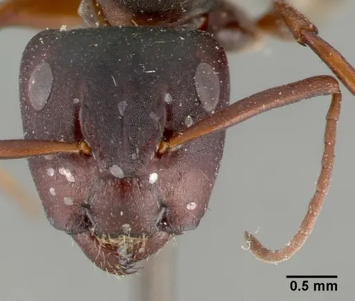 Camponotus planus - CASTYPE00459