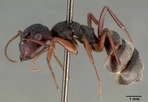 Camponotus planus - CASTYPE00459