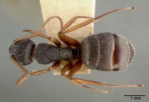 Camponotus planus - CASTYPE00460-01