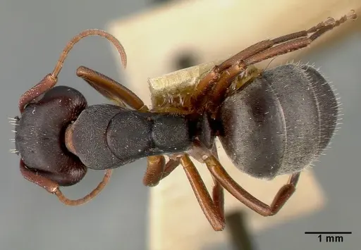 Camponotus planus - CASTYPE00460-02