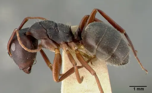 Camponotus planus - CASTYPE00460-02
