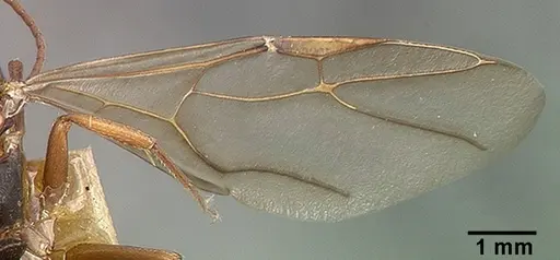 Camponotus planus - CASTYPE00460-03