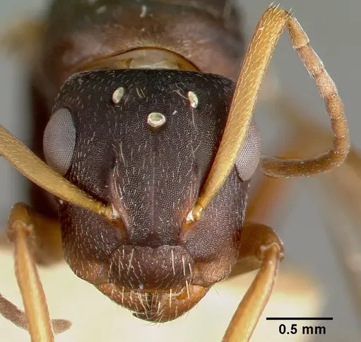 Camponotus planus - CASTYPE00460-03