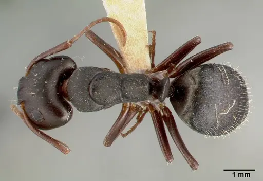 Camponotus planus - CASTYPE03690