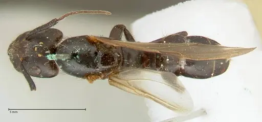 Camponotus platypus specimen