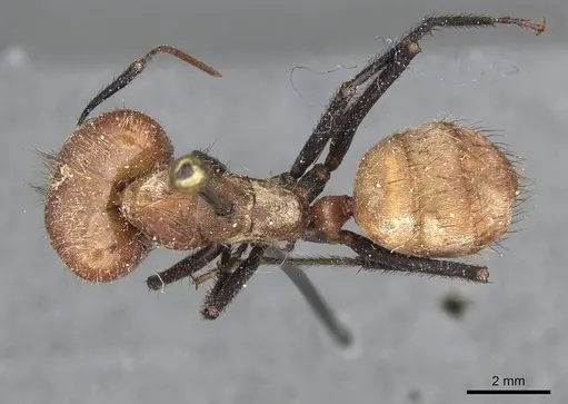 Camponotus plutus specimen