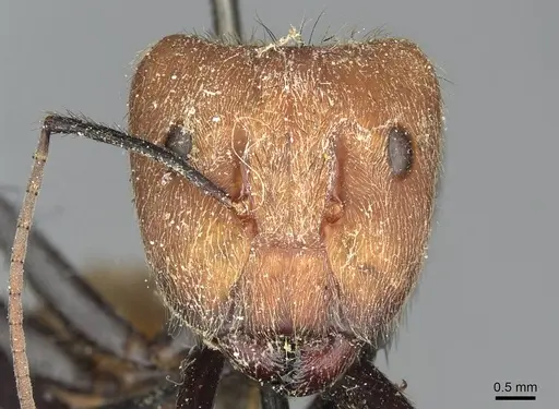 Camponotus plutus specimen