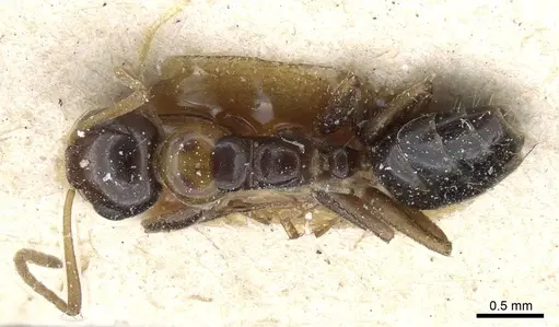 Camponotus poecilus specimen