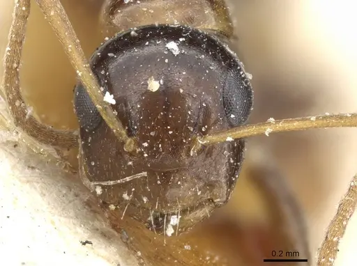 Camponotus poecilus specimen