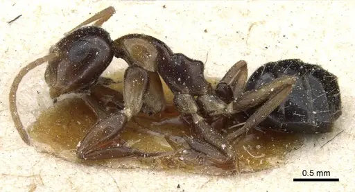 Camponotus poecilus specimen