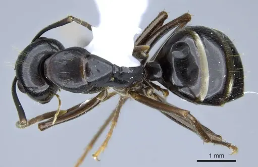 Camponotus polymorphicus specimen