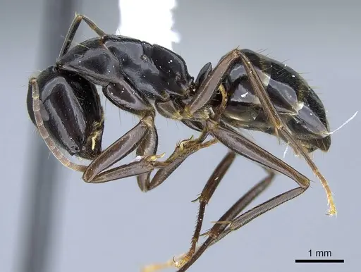 Camponotus polymorphicus specimen