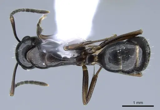 Camponotus polymorphicus - CASENT0914446