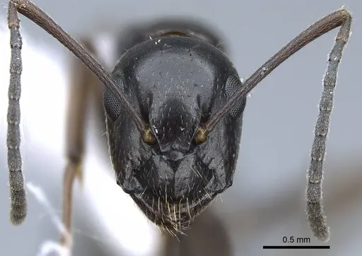 Camponotus polymorphicus - CASENT0914446