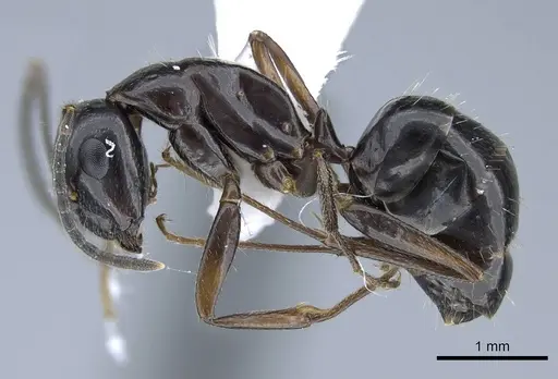 Camponotus polymorphicus - CASENT0914446