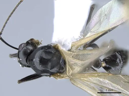 Camponotus polymorphicus - CASENT0914447