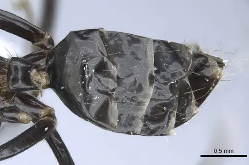 Camponotus polymorphicus - CASENT0914447