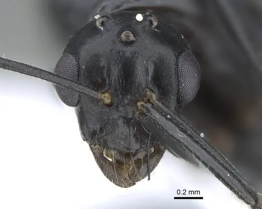 Camponotus polymorphicus - CASENT0914447