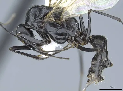 Camponotus polymorphicus - CASENT0914447