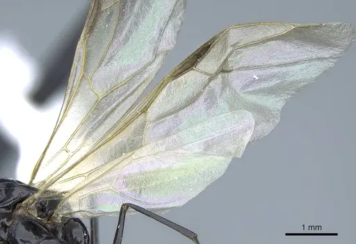 Camponotus polymorphicus - CASENT0914447