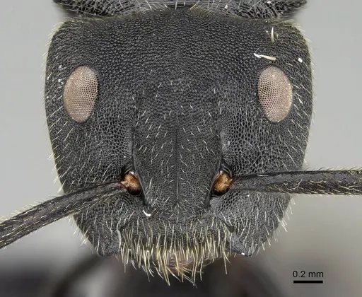 Camponotus polyrhachioides specimen