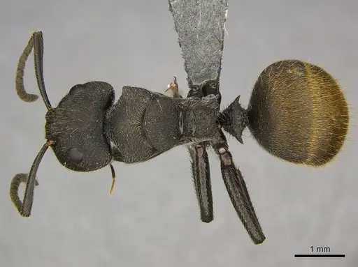 Camponotus polyrhachioides - CASENT0250078
