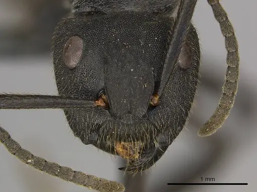 Camponotus polyrhachioides - CASENT0250078