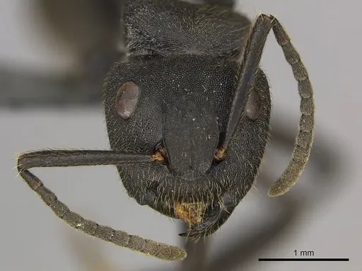 Camponotus polyrhachioides - CASENT0250078