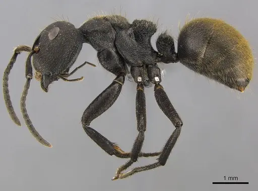 Camponotus polyrhachioides - CASENT0250078