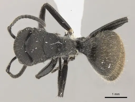 Camponotus polyrhachioides - CASENT0415642