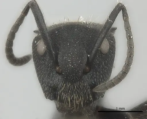 Camponotus polyrhachioides - CASENT0415642