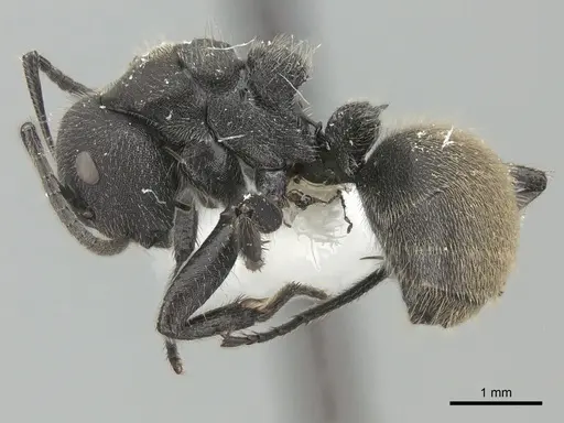 Camponotus polyrhachioides - CASENT0415642