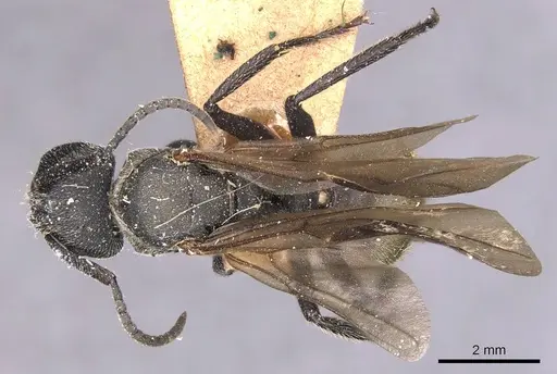 Camponotus polyrhachioides - CASENT0905183