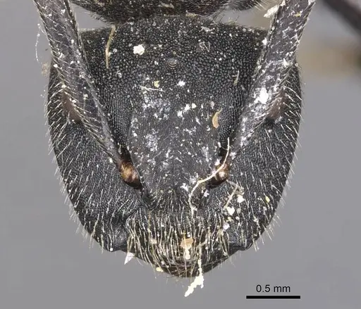 Camponotus polyrhachioides - CASENT0905183