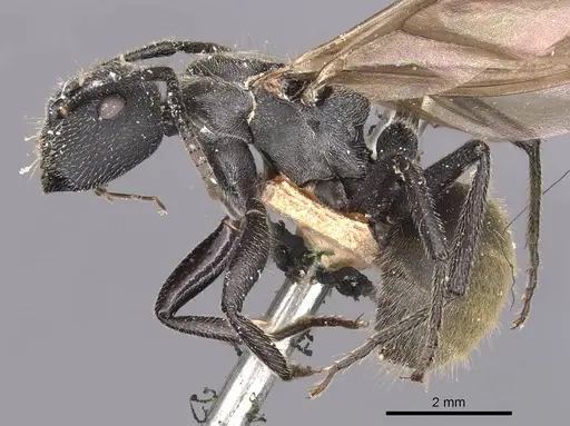 Camponotus polyrhachioides - CASENT0905183