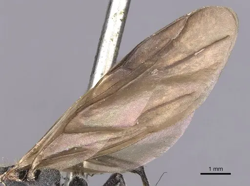 Camponotus polyrhachioides - CASENT0905183