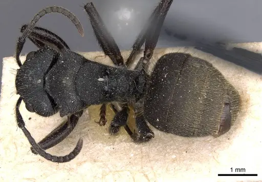 Camponotus polyrhachioides - CASENT0909947
