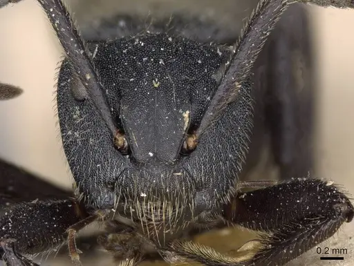 Camponotus polyrhachioides - CASENT0909947